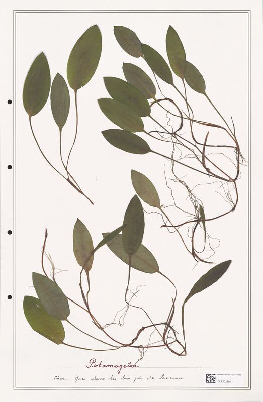 Potamogeton   (Portulacacees)