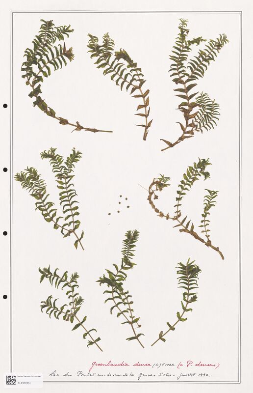 Groenlandia densa  (Portulacacees)