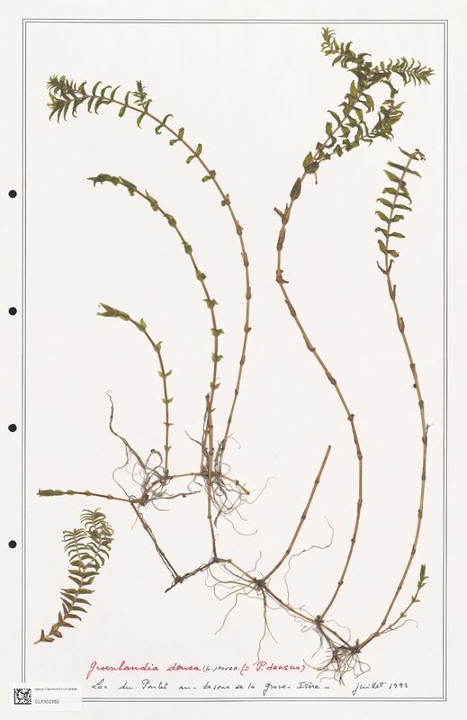 Groenlandia densa  (Portulacacees)