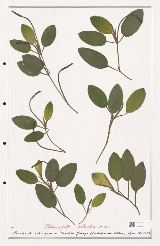Potamogeton coloratus  (Portulacacees)