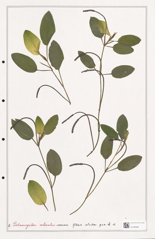 Potamogeton coloratus  (Portulacacees)