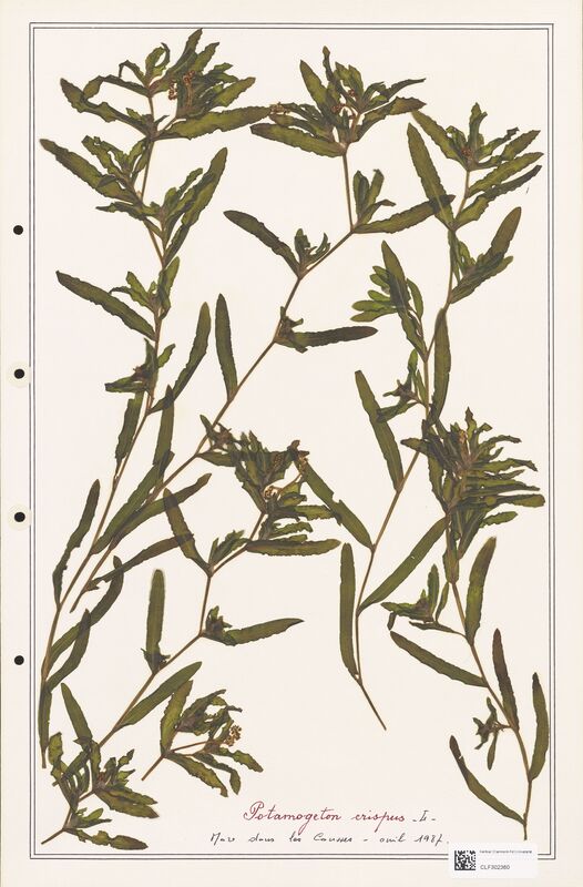 Potamogeton crispus  (Portulacacees)