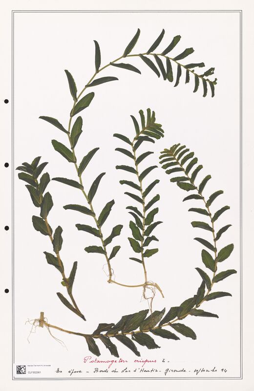 Potamogeton crispus  (Portulacacees)