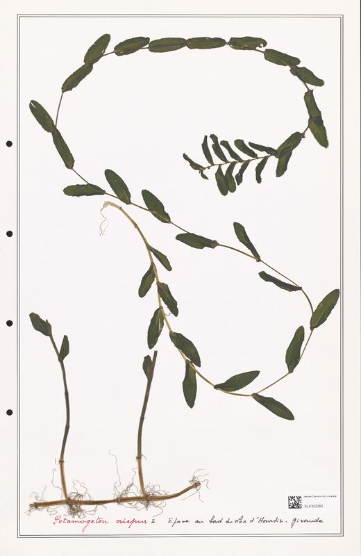 Potamogeton crispus  (Portulacacees)
