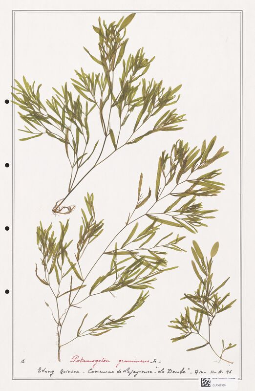 Potamogeton gramineus  (Portulacacees)