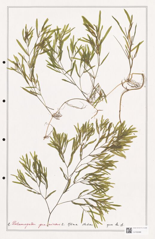 Potamogeton gramineus  (Portulacacees)