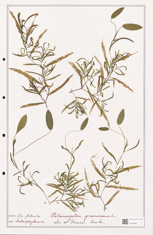 Potamogeton gramineus  (Portulacacees)