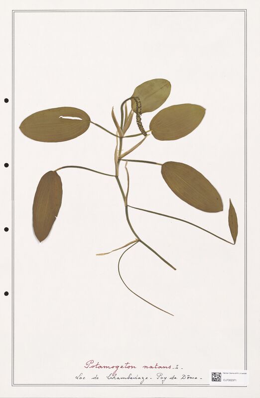 Potamogeton natans  (Portulacacees)