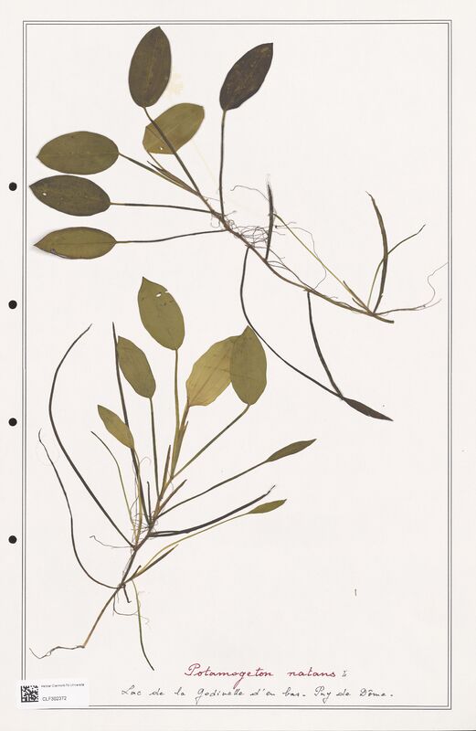 Potamogeton natans  (Portulacacees)