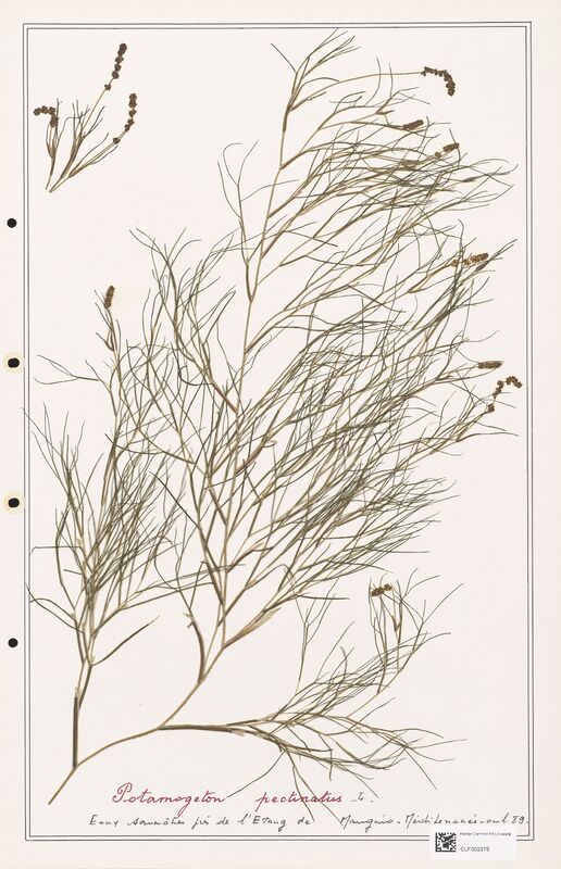 Potamogeton pectinatus  (Portulacacees)