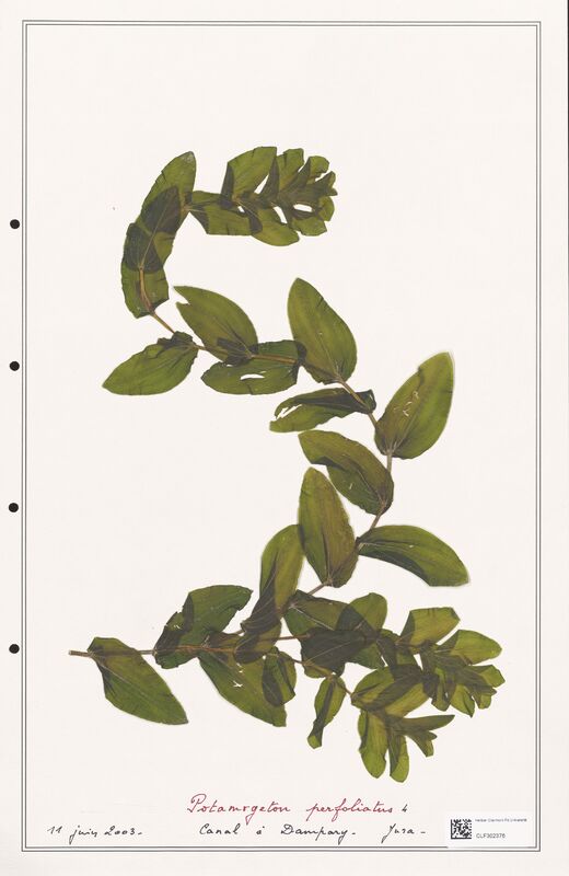 Potamogeton perfoliatus  (Portulacacees)