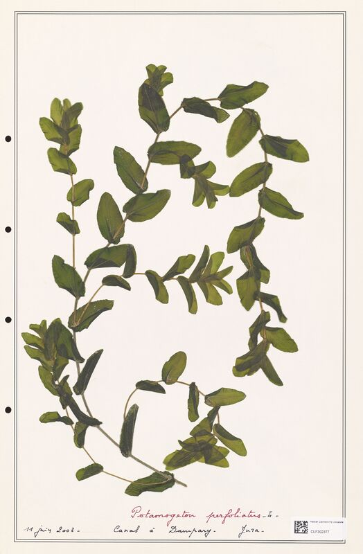 Potamogeton perfoliatus  (Portulacacees)