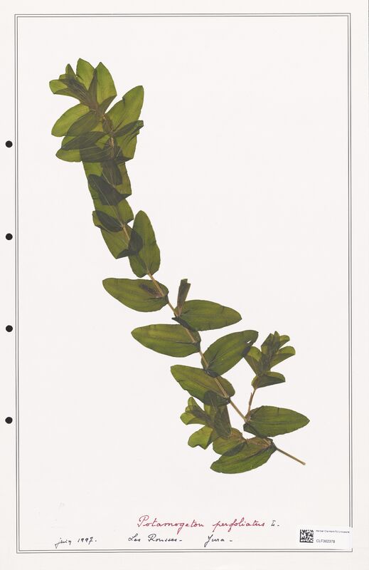 Potamogeton perfoliatus  (Portulacacees)