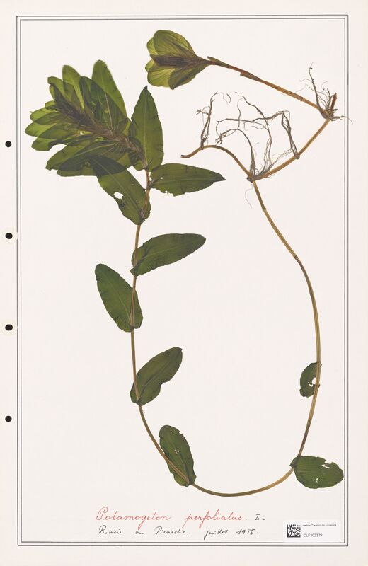 Potamogeton perfoliatus  (Portulacacees)