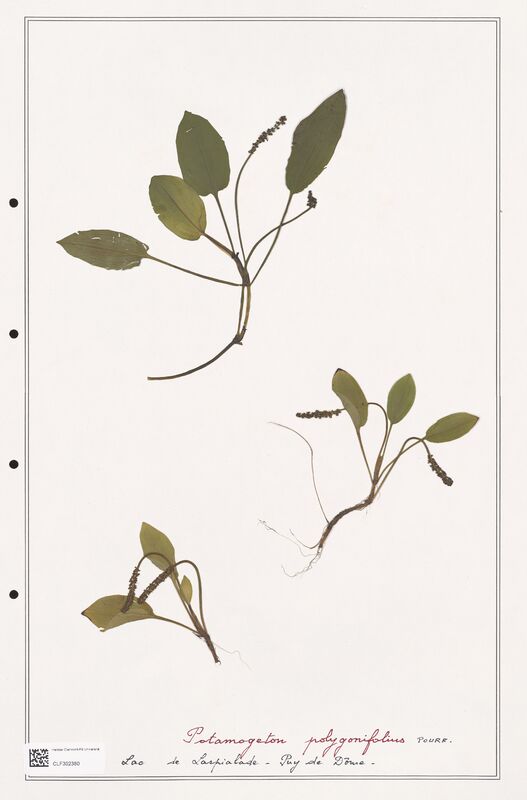 Potamogeton polygonifolius  (Portulacacees)