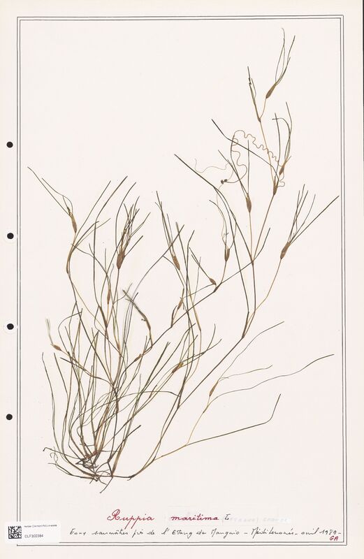 Ruppia maritima  (Ruppiaceae)