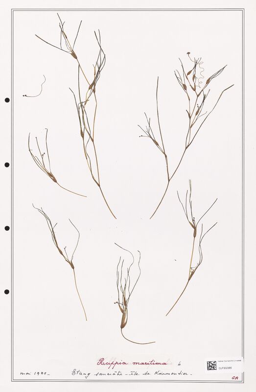 Ruppia maritima  (Ruppiaceae)