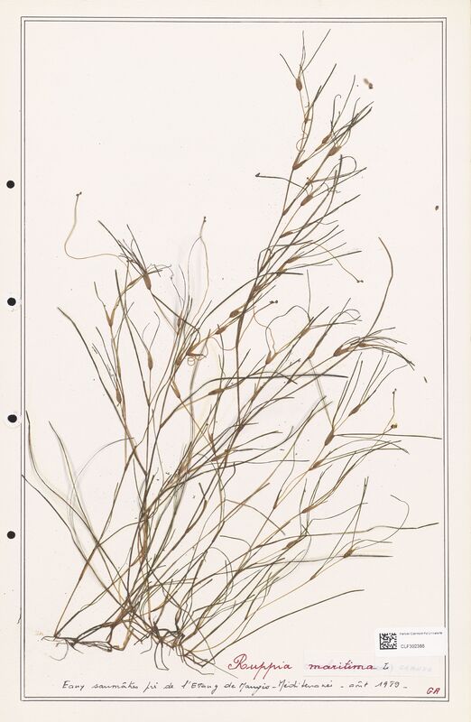 Ruppia maritima  (Ruppiaceae)