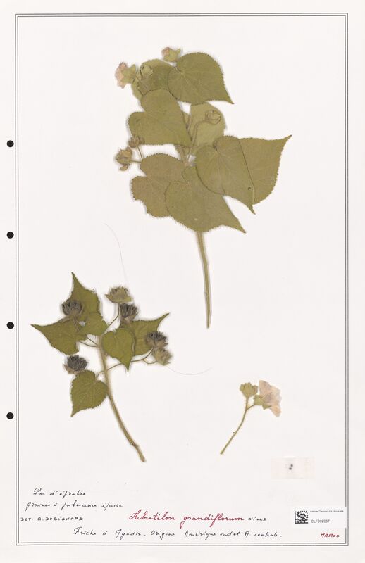 Abutilon grandiflorum  (Malvaceae)