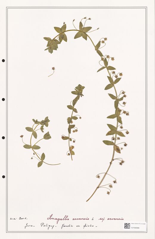 Anagallis arvensis  (Primulaceae)