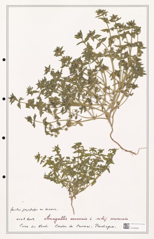 Anagallis arvensis  (Primulaceae)