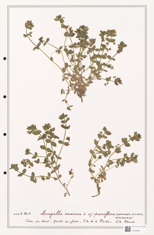 Anagallis arvensis  (Primulaceae)