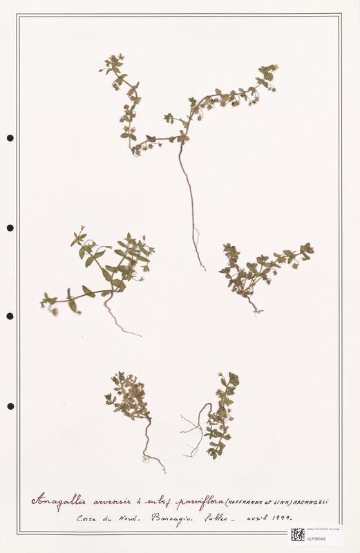 Anagallis arvensis  (Primulaceae)