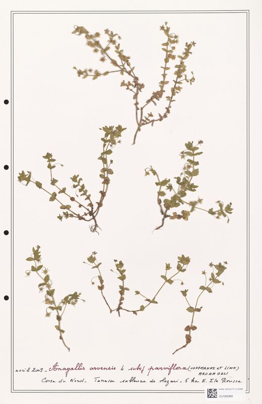 Anagallis arvensis  (Primulaceae)