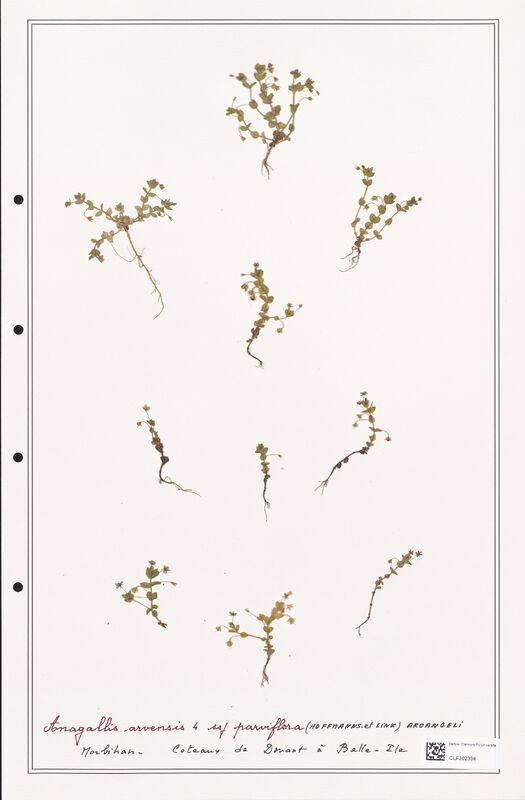 Anagallis arvensis  (Primulaceae)