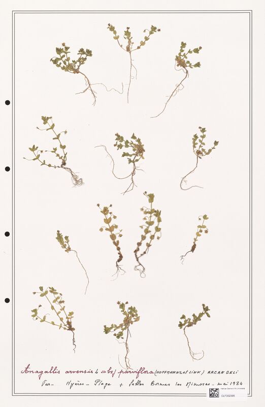 Anagallis arvensis  (Primulaceae)