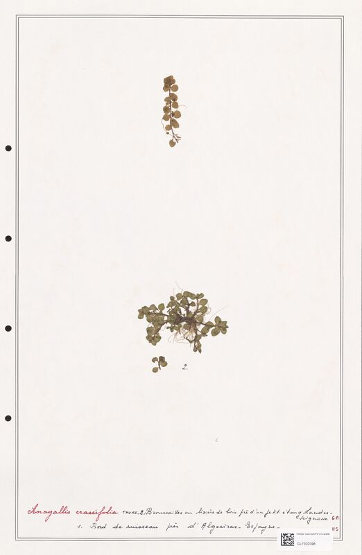 Anagallis crassifolia  (Primulaceae)