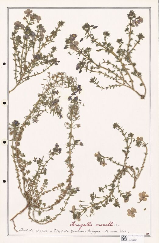 Anagallis monelli  (Primulaceae)