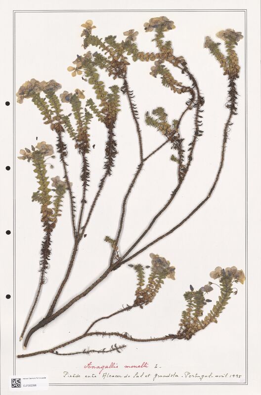 Anagallis monelli  (Primulaceae)