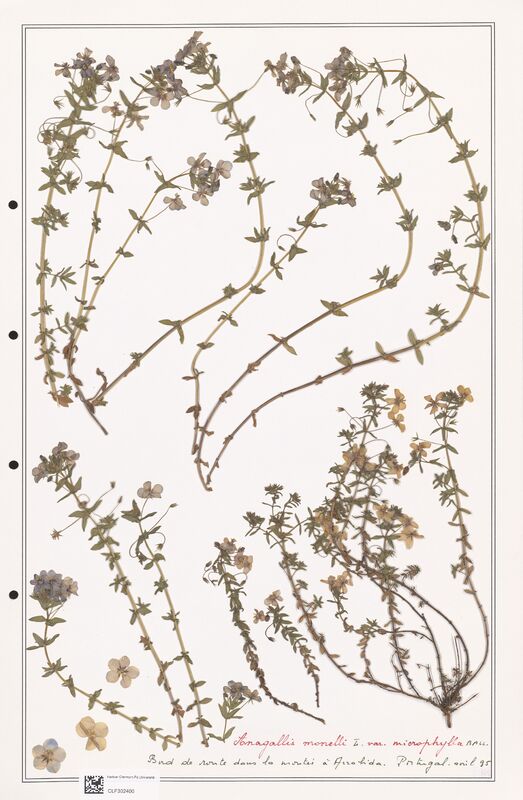 Anagallis monelli  (Primulaceae)