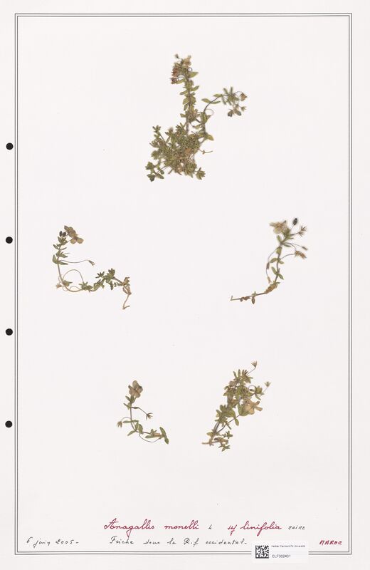 Anagallis monelli  (Primulaceae)