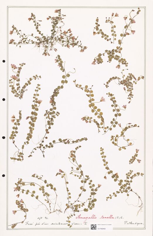 Anagallis tenella  (Primulaceae)