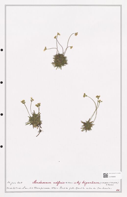 Androsace adfinis  (Primulaceae)