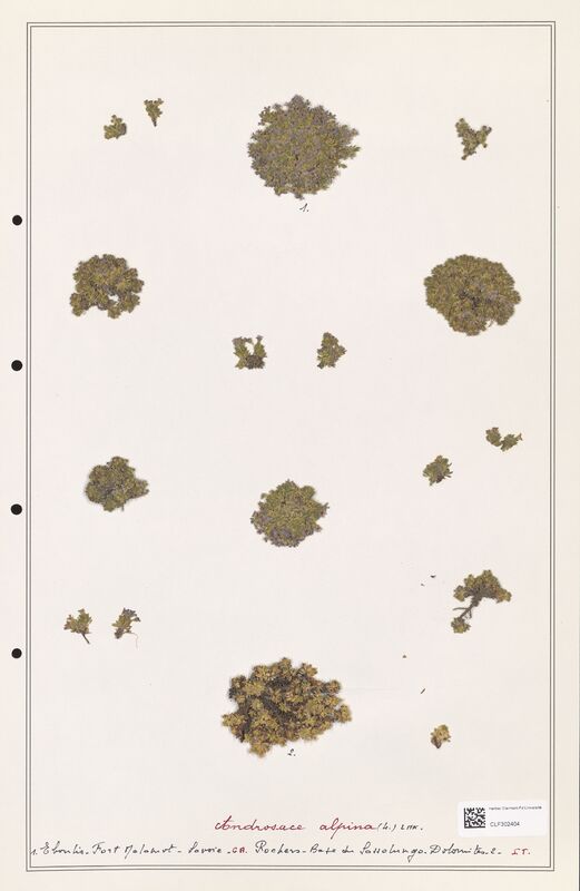 Androsace alpina  (Primulaceae)