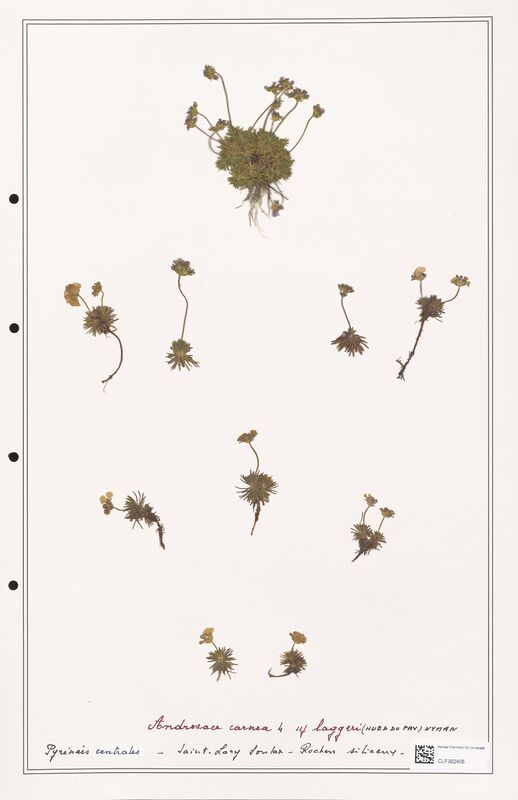 Androsace carnea  (Primulaceae)