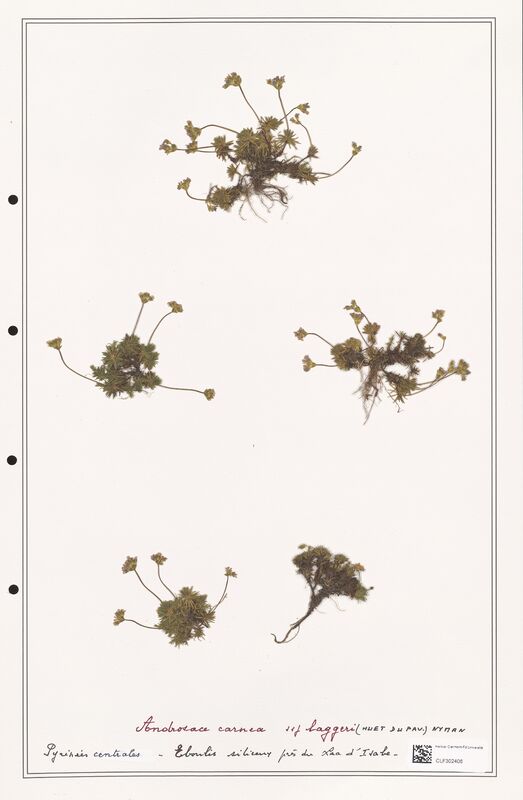 Androsace carnea  (Primulaceae)