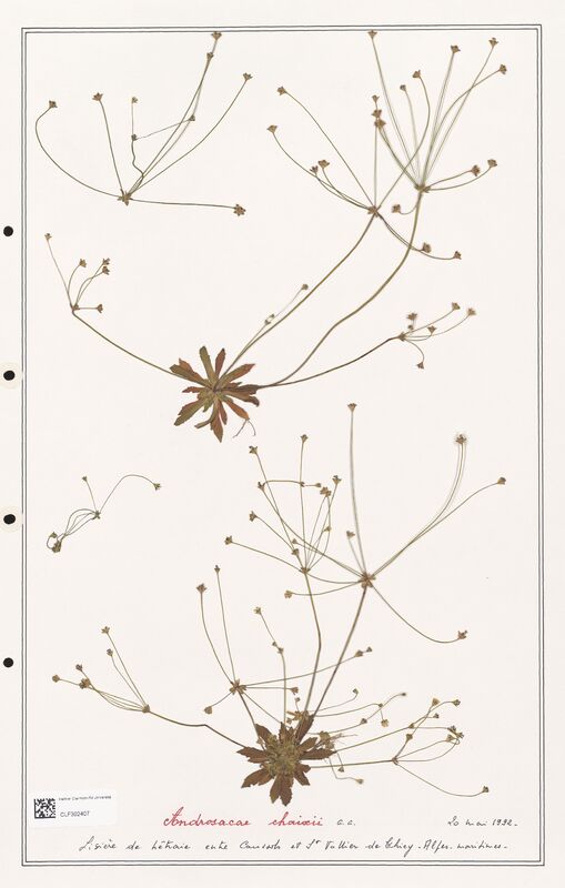 Androsace chaixii  (Primulaceae)