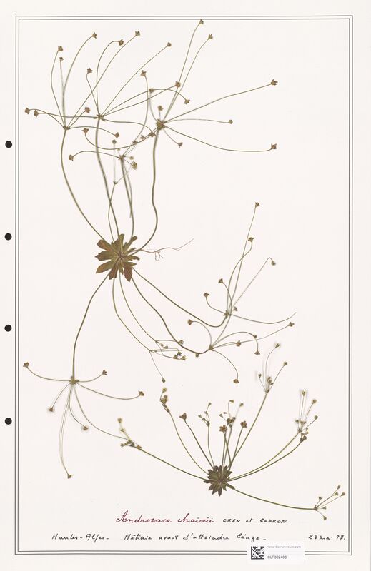 Androsace chaixii  (Primulaceae)