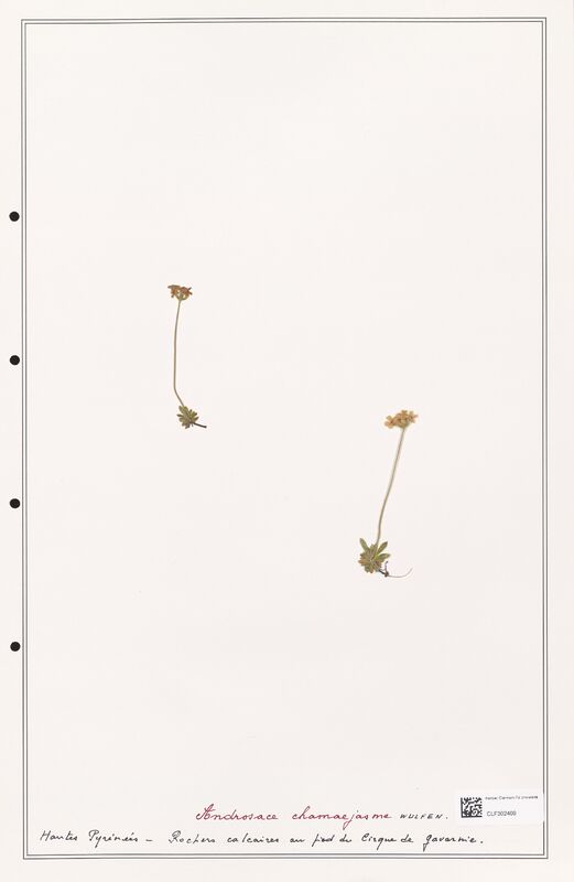 Androsace chamaejasme  (Primulaceae)