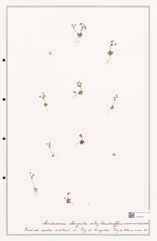 Androsace elongata  (Primulaceae)