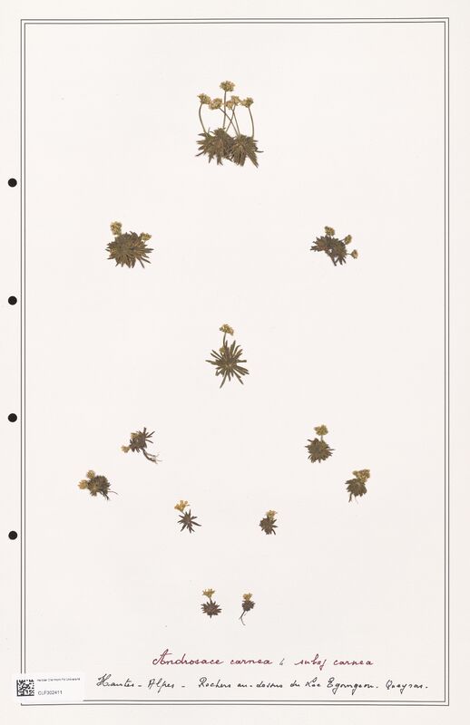 Androsace carnea  (Primulaceae)