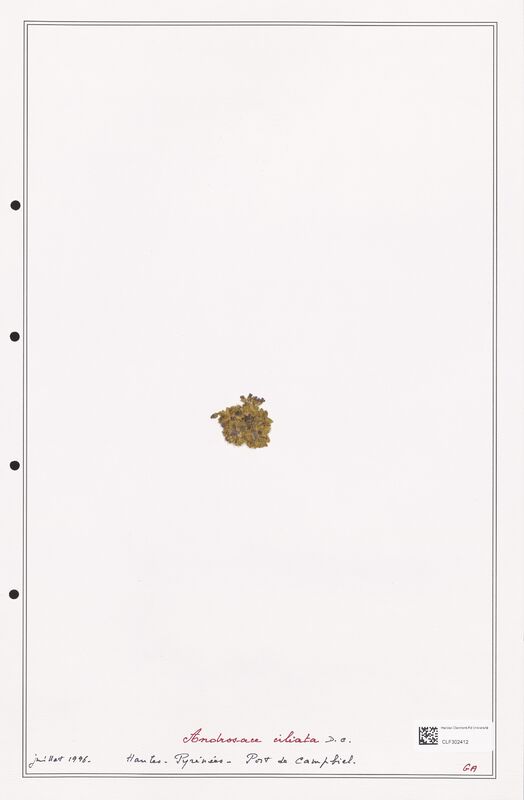 Androsace ciliata  (Primulaceae)