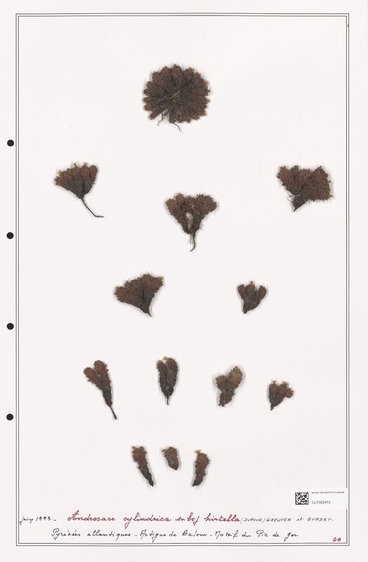 Androsace cylindrica  (Primulaceae)