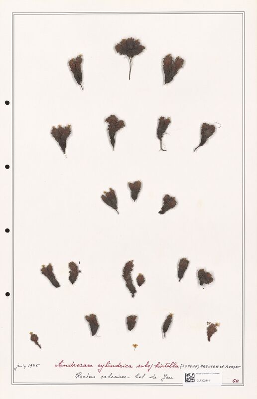 Androsace cylindrica  (Primulaceae)