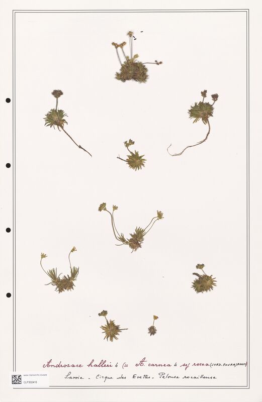 Androsace halleri  (Primulaceae)