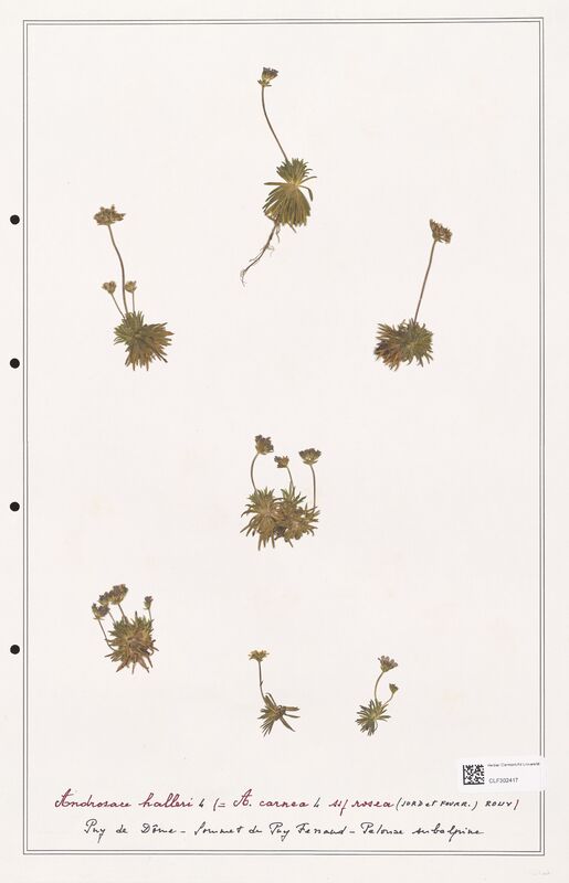 Androsace halleri  (Primulaceae)